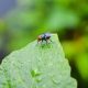 Different Types of Flies in Maryland