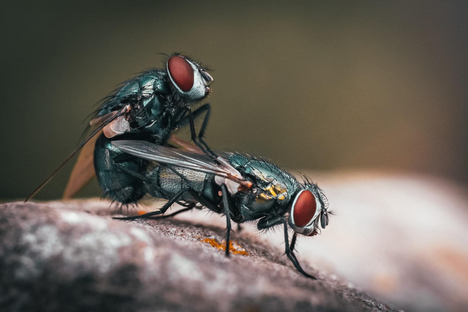 Different Types Of Flies In New Jersey 