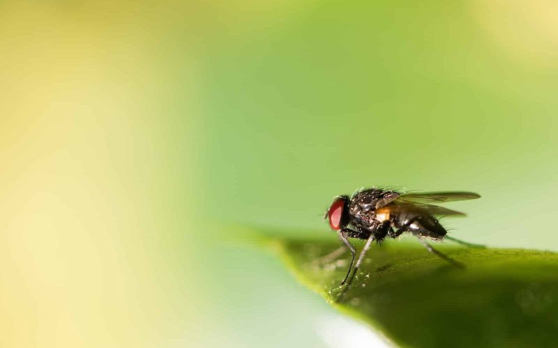 Different Types of Flies in Oklahoma