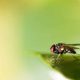 Different Types of Flies in Oklahoma