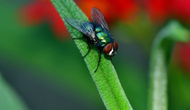 Different Types of Flies in South Carolina