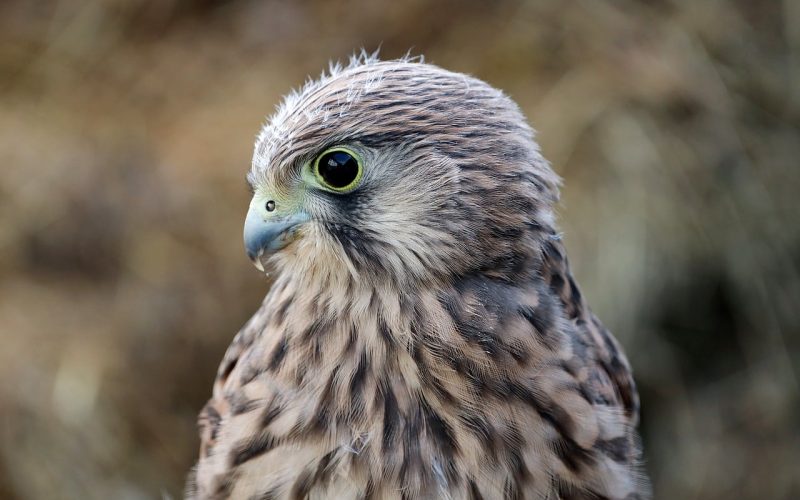 Different Types of Hawks in Alabama