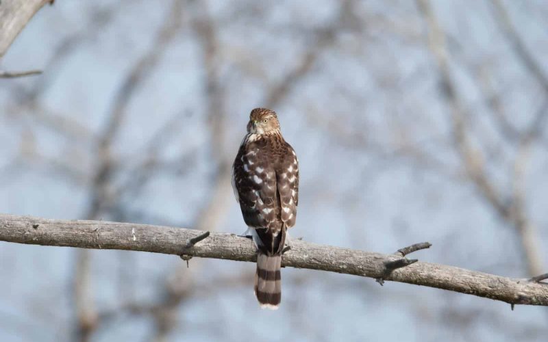 Different Types of Hawks in Florida