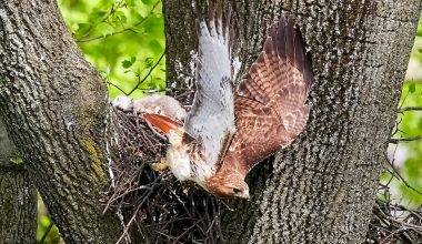 Different Types of Hawks in Ohio