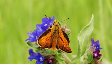 Different Types of Moths in New Mexico