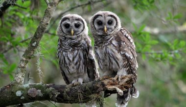 Different Types of Owls in California