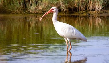 Different Types of Water Birds in Alabama