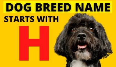 dog breeds that start with H