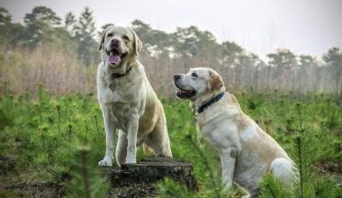 Dog Breeds That Start With F