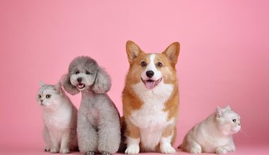 dog breeds that start with Y