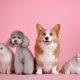 dog breeds that start with Y