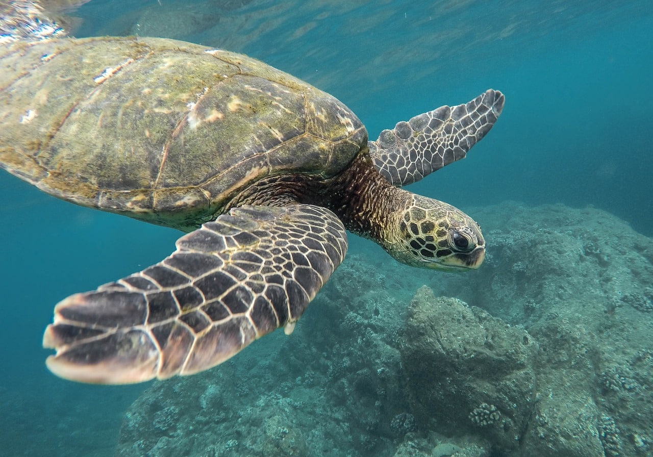 10-facts-about-sea-turtles-that-will-blow-your-mind