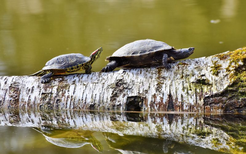 Facts About Turtles