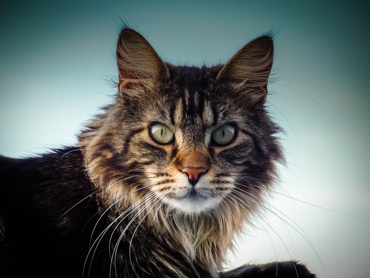 Maine Coon Cat