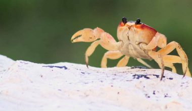 types of crabs for pets