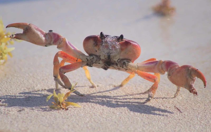 types of crabs in california