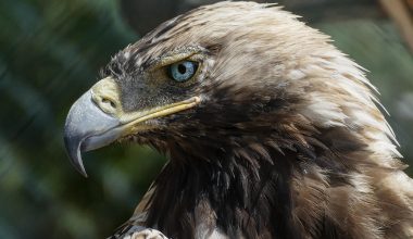 Types of Eagles in Montana