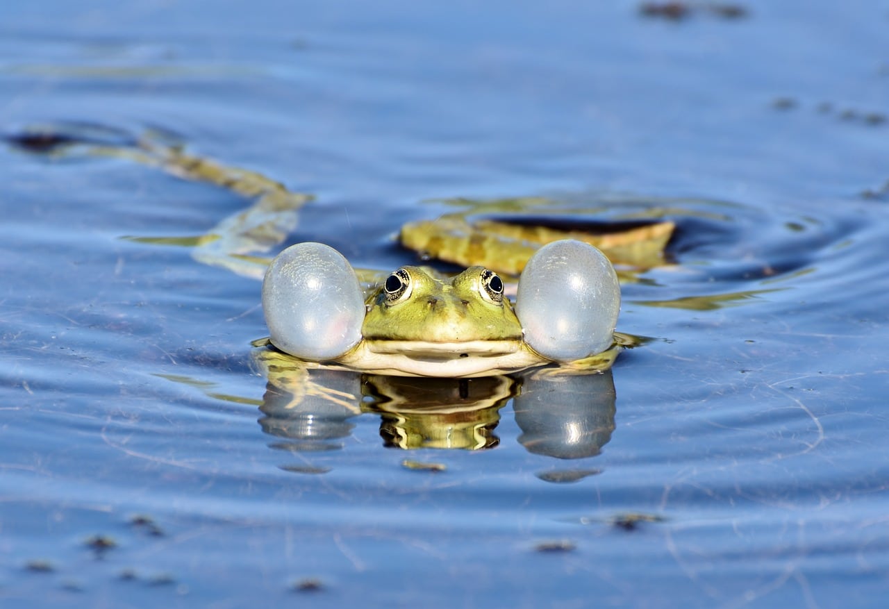 Types of Frogs in Costa Rica