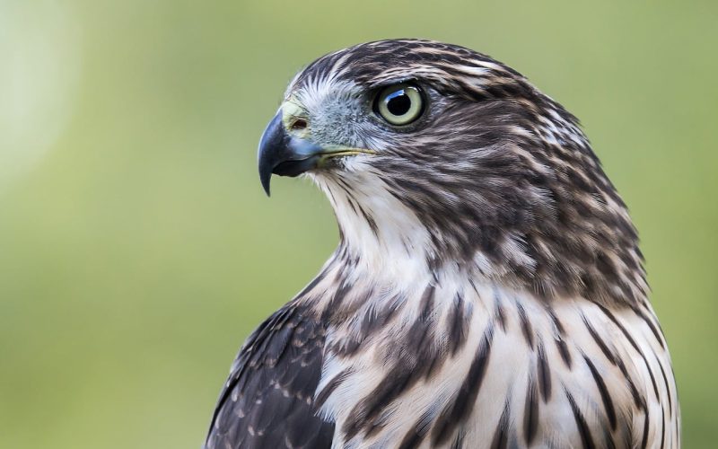 types of hawks in indiana