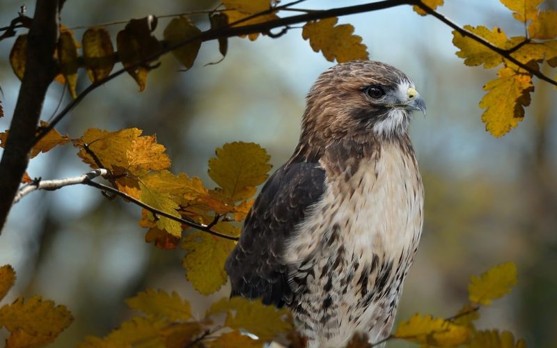 types of hawks in maine