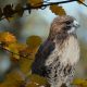 types of hawks in maine