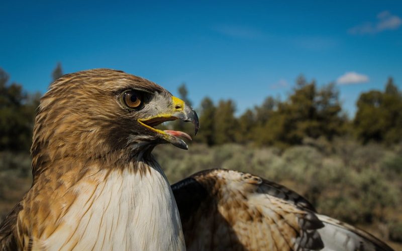 Types of Hawks in Mississippi