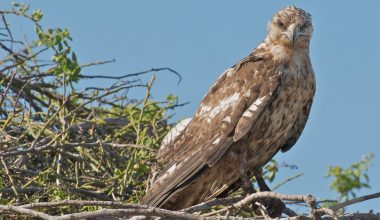 Types Of Hawks In New Mexico 