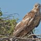 Types Of Hawks In New Mexico 