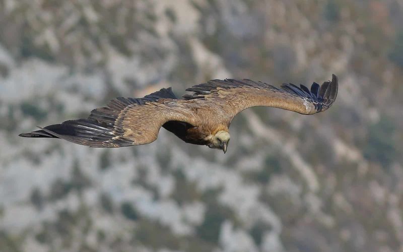 types of hawks in north carolina