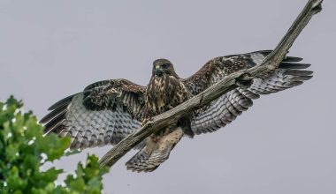 types of hawks in virginia