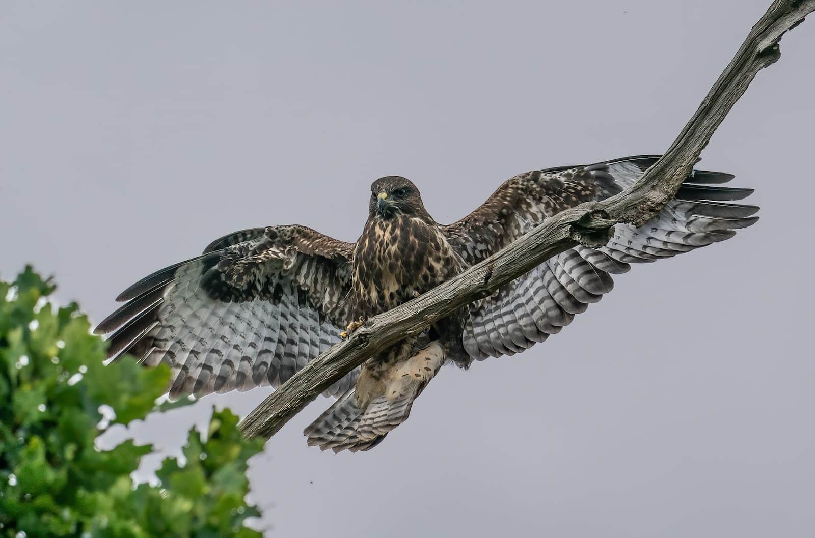 Different Types Of Hawks In Virginia