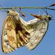 types of moths in arizona