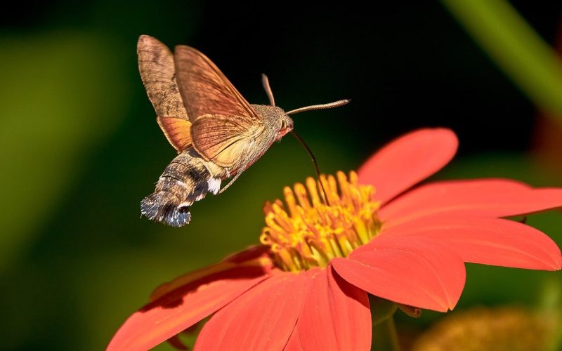 types of moths in kansas