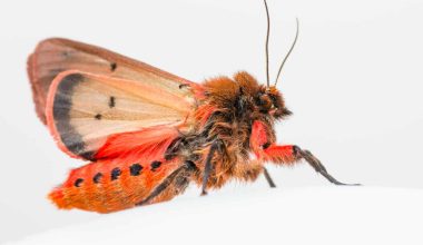 Types of Moths in Kentucky