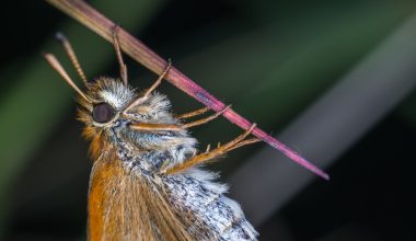 types of moths in south carolina