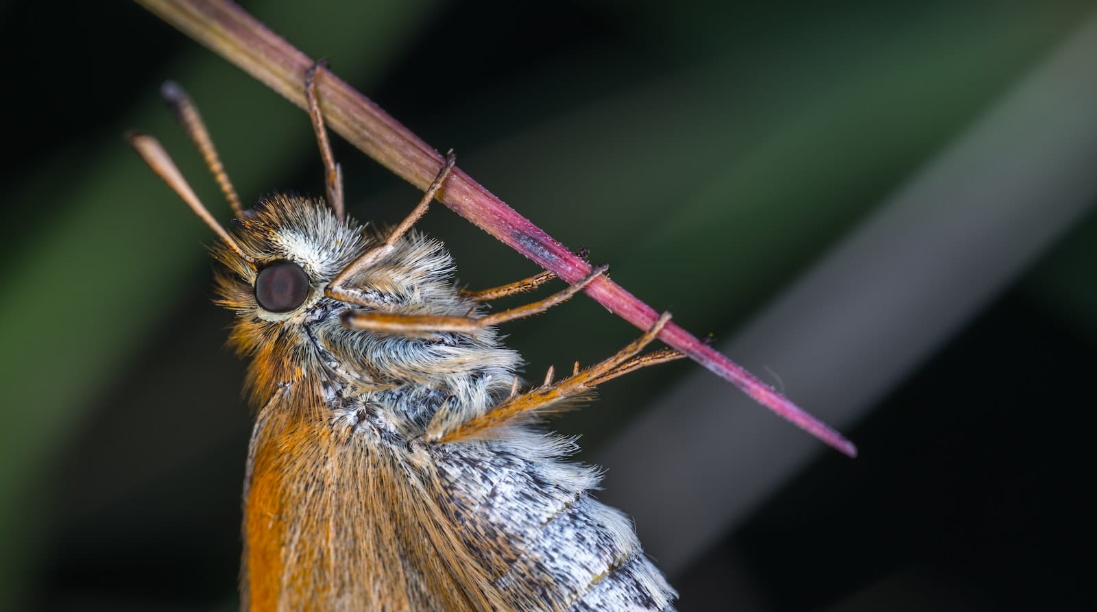 34 Types of Moths in South Carolina