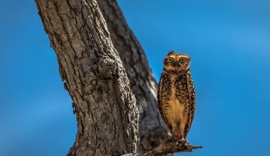 types of owls in new hampshire