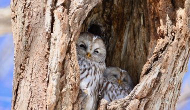 types of owls in ohio