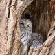 types of owls in ohio