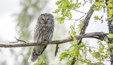 types of owls in pennsylvania