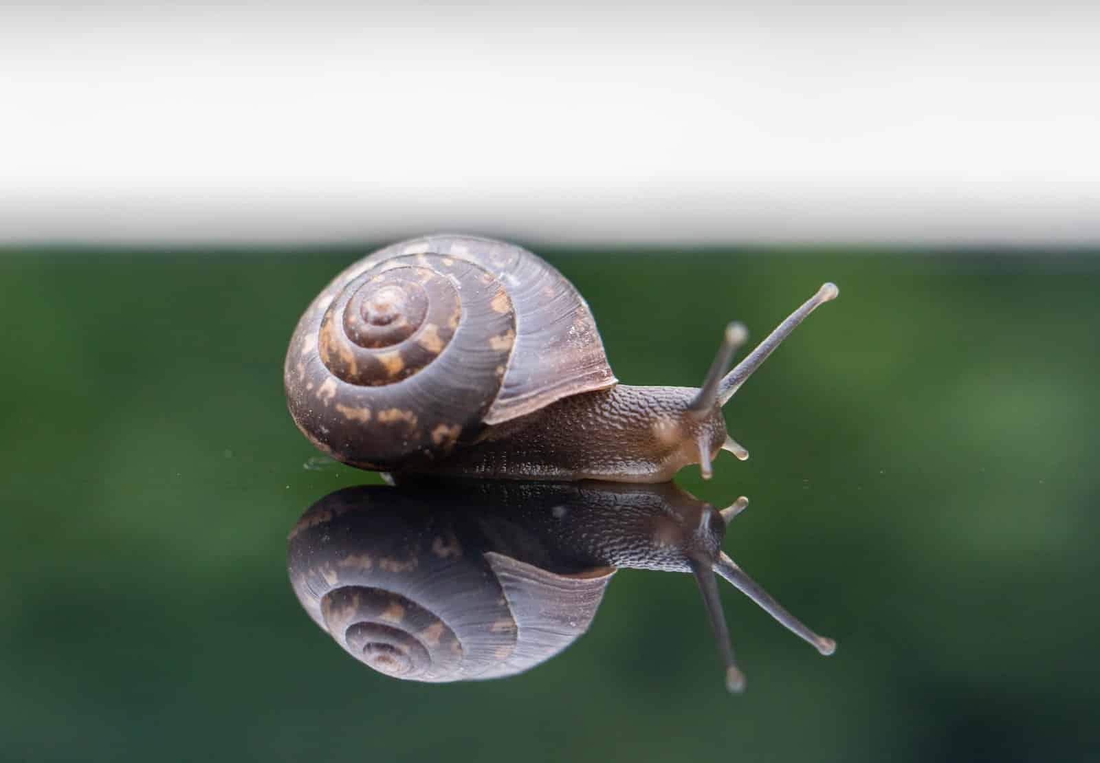 Types of Snails in California 