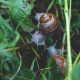 types of snails to keep as pets