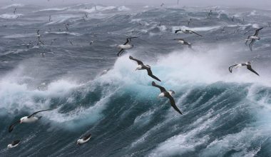 Types of Water Birds in California