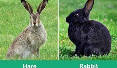 Difference Between Hares and Rabbits