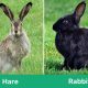 Difference Between Hares and Rabbits