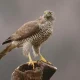 Types of Hawks in Connecticut 