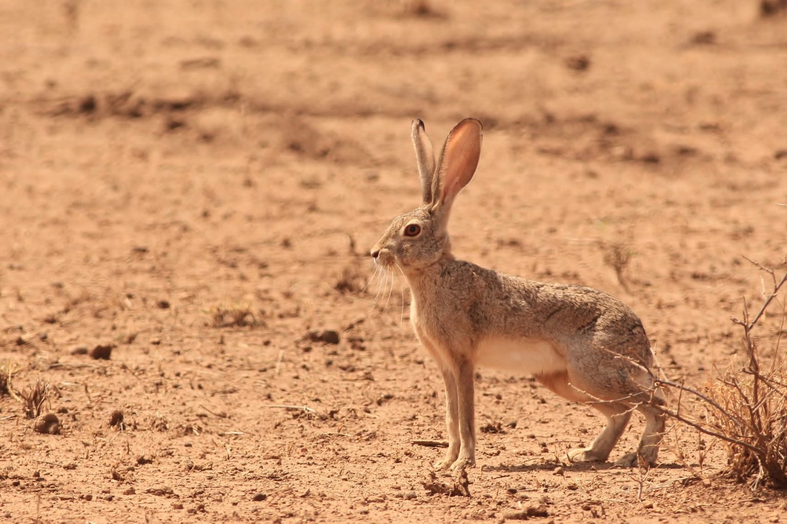 28 Different Types of Hares (With Pictures)