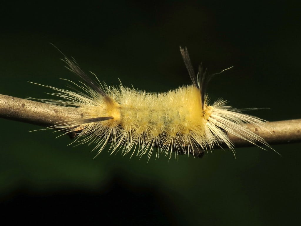 Banded Tussock Caterpillar Types of Caterpillars in Louisiana