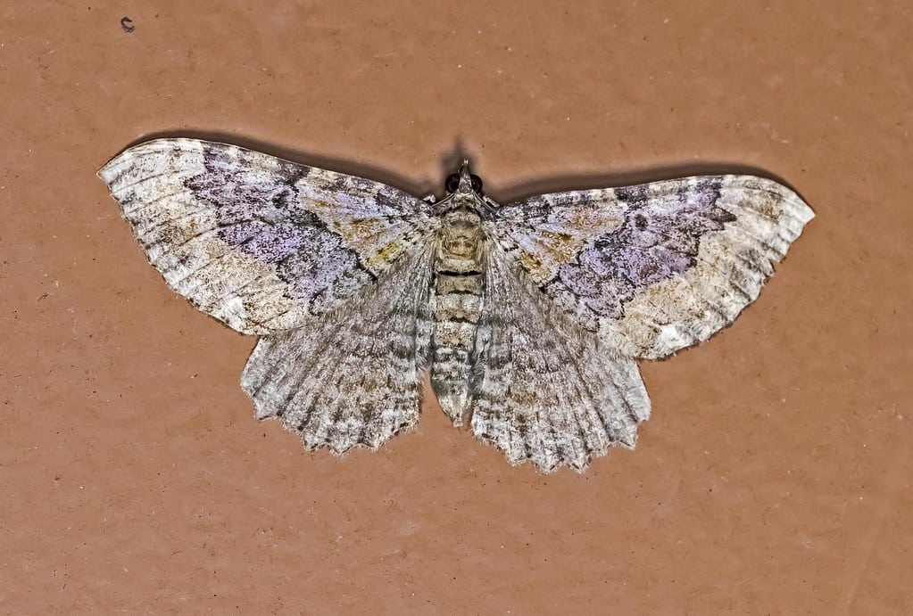 Barberry Geometer Moth - Types of Moths in Alabama