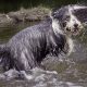 Bearded Collie